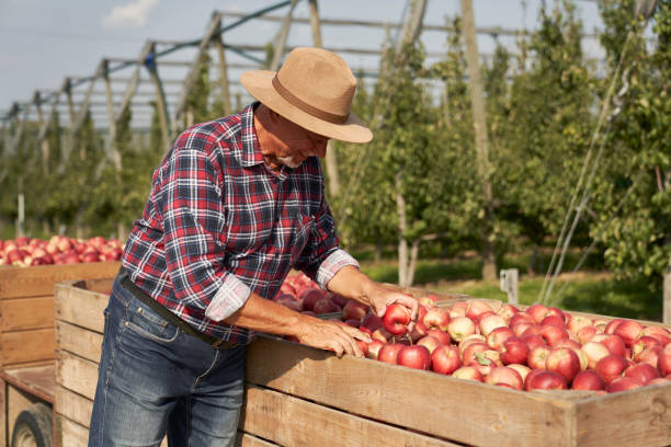 istock Senior man standing next to big box full of apples 2150676178