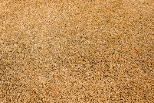 Top down texture of dry yellow short cut grass. Background of a money-orange meadow.