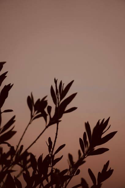 istock Silhouette branch leaves with orange sky. 2150677142