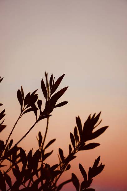 Close up olive leaves branch on sunset background.