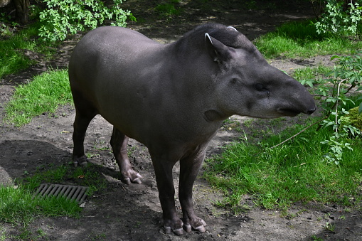 A close up view of a lowland Tapir outdoors in a zoo enclosure.