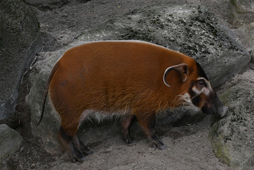 A close up view of a red river hog in an animal enclosure in a zoo.