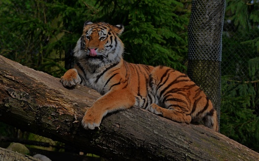A close up view of a Siberian Tiger outdoors in a zoo enclosure.