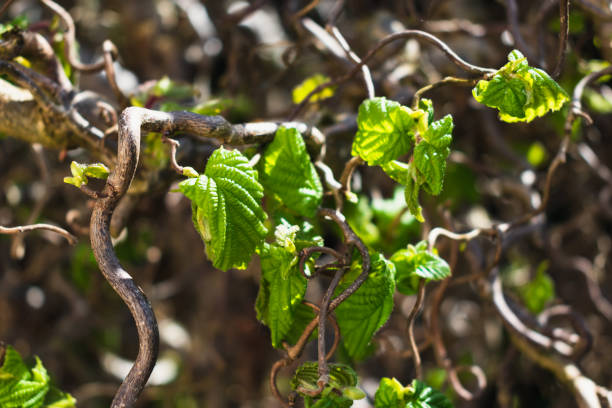 Twisted hazel tree in spring with wavy branches and growing foliage, corylus avellana contorta