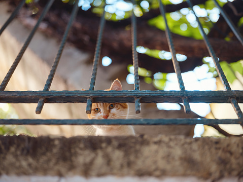 A street cat leisurely strolls through the charming streets of Antalya Turkey. Cat peering down through the fence