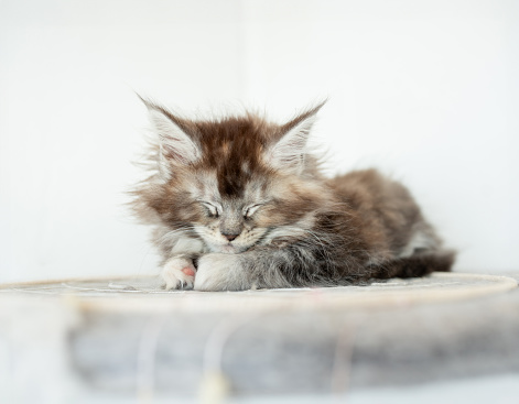 Maine Coon kitten sleep under blanket