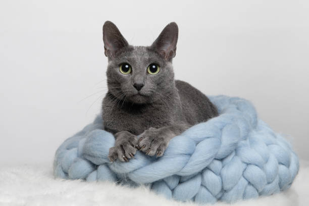 Cute grey Russian blue female cat in a blue basket on a white background