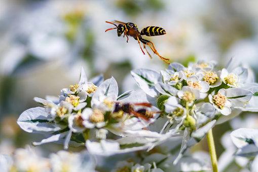 flying wasp over white flowers