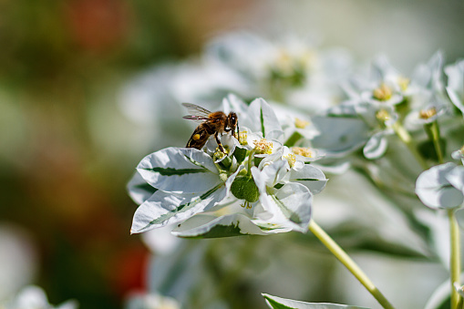 Honey bee collect nectar from the white flower . Selective focus with shallow depth of field.