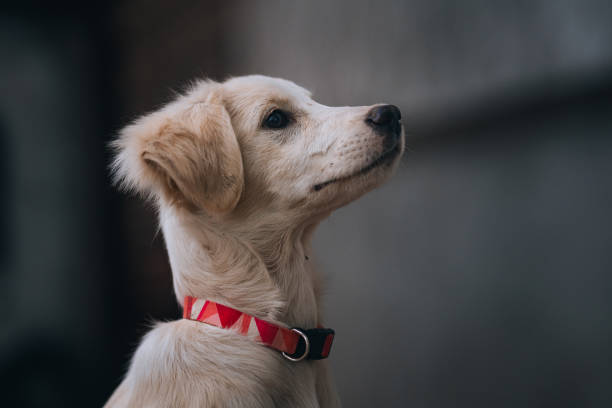 Close-up photo of a stray dog with head tilted, eyes focused in the distance. Brown, white, and black fur stands out in natural light.
