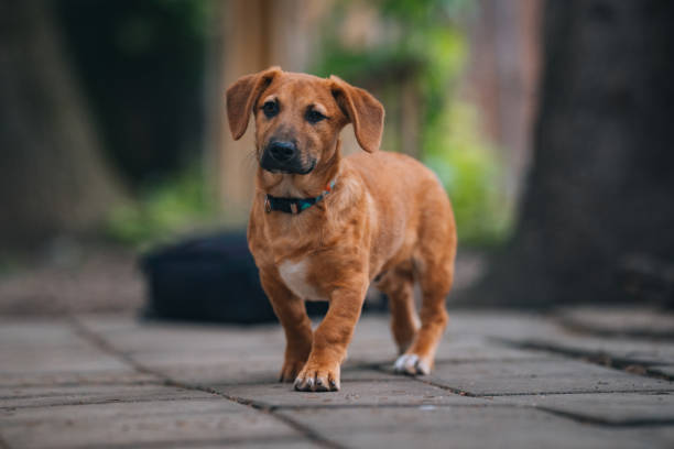 Portrait of a young  mixed-breed dog