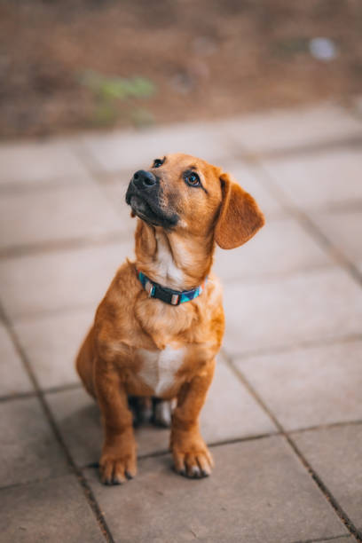 istock Portrait of a young  mixed-breed dog 2150681203