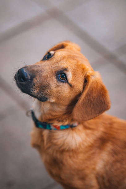 Cute young brown short dog playing outdoors