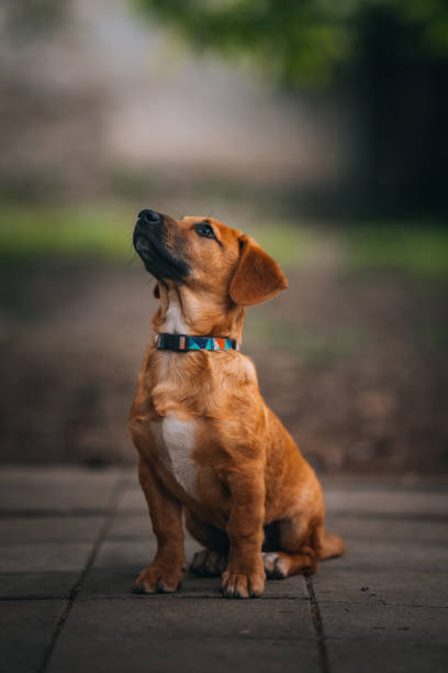 An old chocolate Labrador sits in an open field with bright eyes and a sad expression.