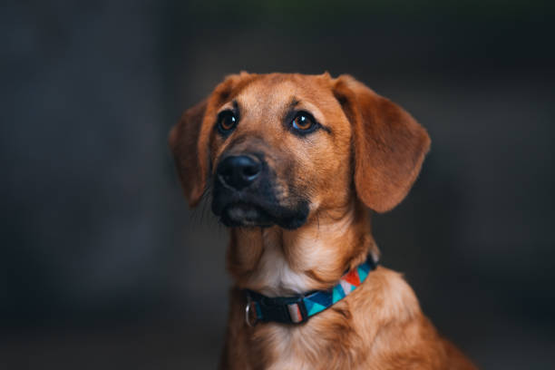 Cute young brown short dog playing outdoors