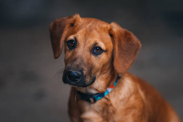 60 000  Free Sad Dog Dog Images Pixabay
