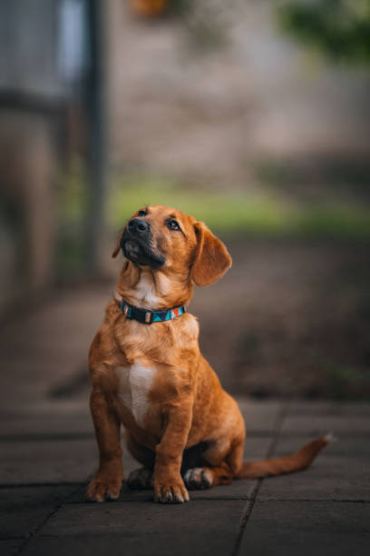Cute young brown short dog playing outdoors