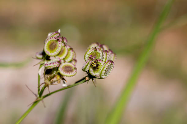 A small yellow spider (Mangora acalypha) sits on a plant Mediterranean Hartwort (Tordylium apulum) on a sunny, spring day.
