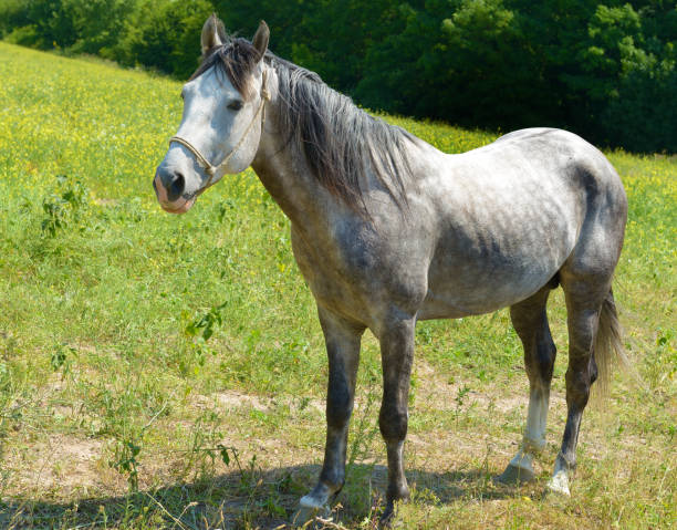 istock Beautiful horse on a green pasture. 2150683444