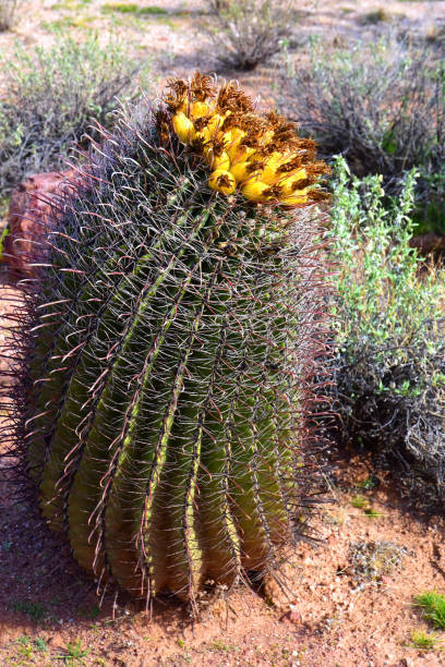Arizona Barrel Cactus Ferocactus wislizenii in early spring sonora desert Arizona