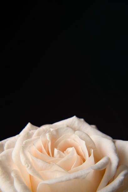 Light yellow rose on a black background. Horizontal banner for the holiday. A place for a letter. Postcard for Mother's Day.