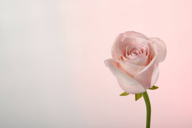 Light pink rose on a light pink background. Postcard for Mother's Day. Horizontal banner for the holiday.