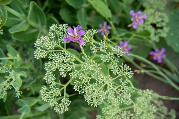 Flower buds and wild iris photographed in summer