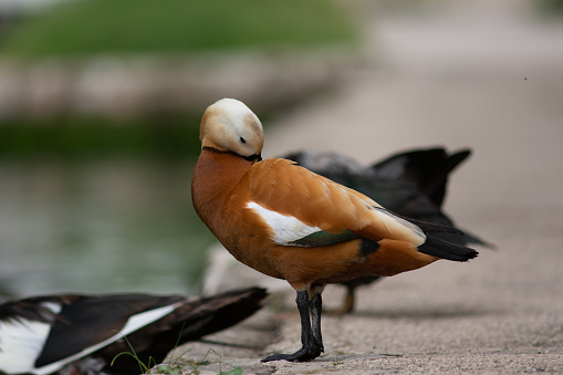 A ruddy shelduck among other species at the riverbank with  in a golden hour