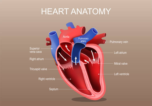 Heart Bioms 600+ Heart Valve Illustration Stock Illustrations, Royalty-Free Vector ...