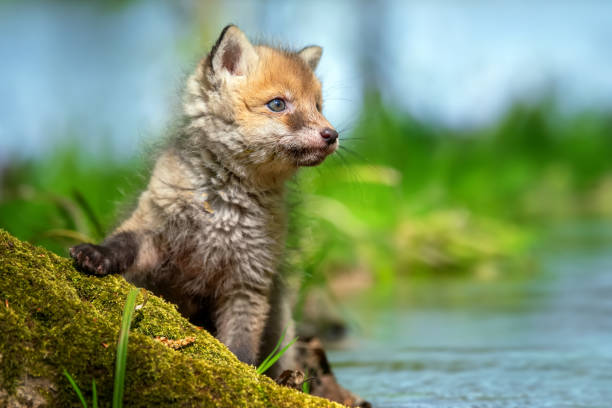 istock Red fox, vulpes vulpes, small young cub in forest 2150687559