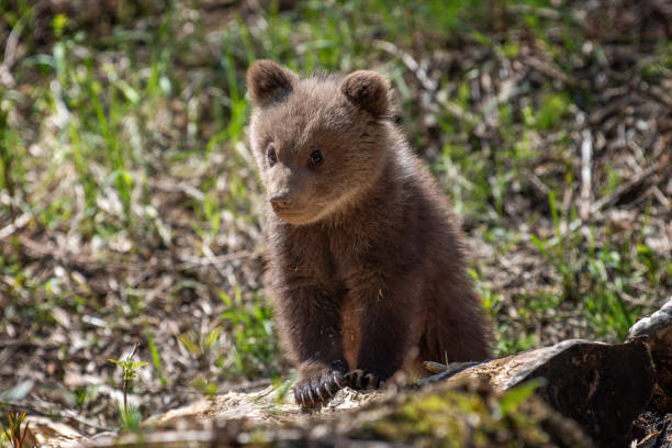 Free Stock Photo of Young bear cub on a fallen log in forest | Download ...