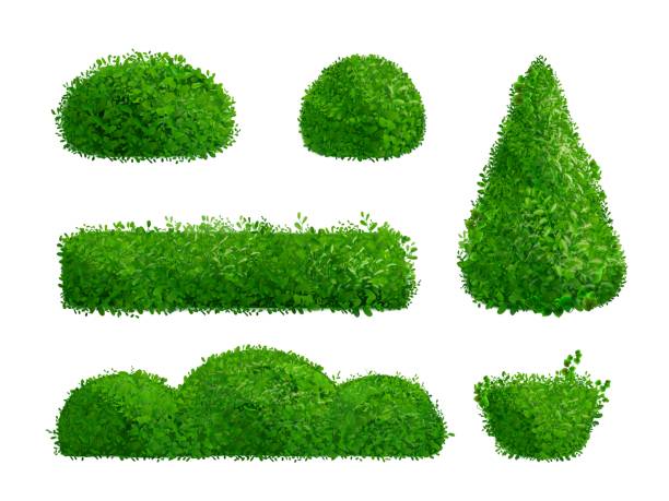 istock Realistic hedge. Hedges vegetation ornamental shrub, topiary background boxwood foliage evergreen grove park house garden shrubbery grass 3d green plant, exact vector illustration 2150687779