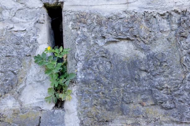 Concept of choosing a life. The plant uses the minimum chance to germinate and give offspring.