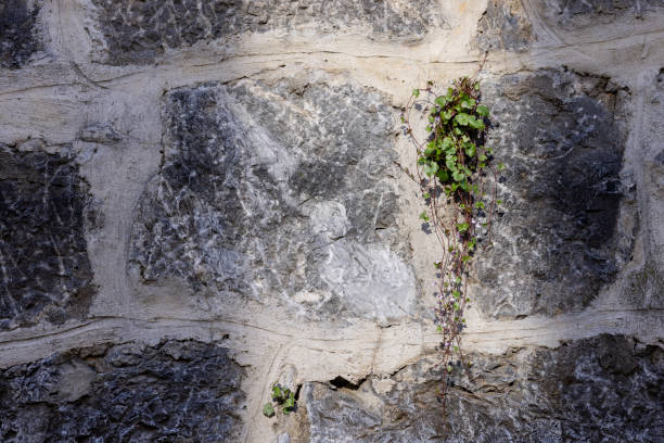 istock The bindweed plant makes its way into the stone wall. Copy space 2150687789