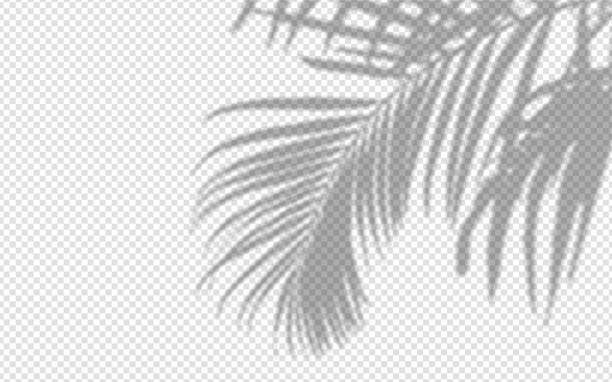 Shadow overlay from a palm tree branch isolated on a transparent background. Shadow overlay from a palm tree branch isolated on a transparent background. Realistic shade from a tropical plant palmtree stock illustrations