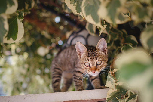 Tiny kitten meowing on the fence. A street cat leisurely strolls through the charming streets of Antalya Turkey