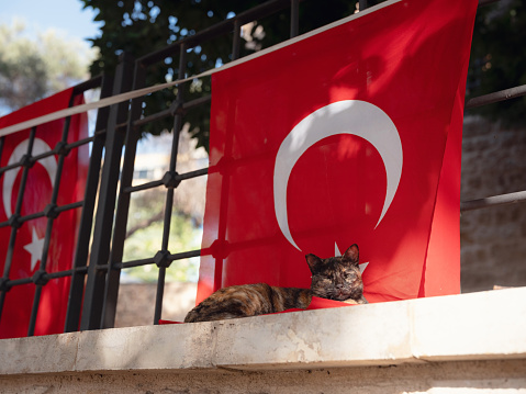 A street cat leisurely strolls through the charming streets of Antalya Turkey. Cat peacefully asleep against the backdrop of the Turkish flag