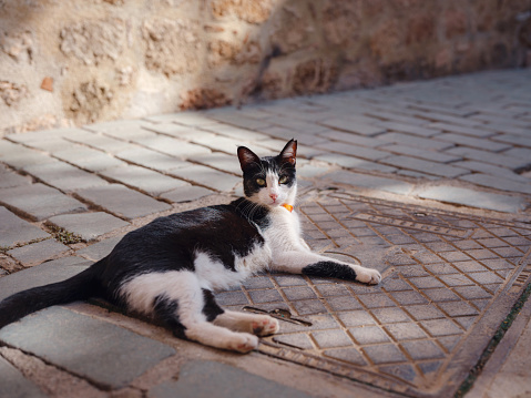 A street cat leisurely strolls through the charming streets of Antalya Turkey