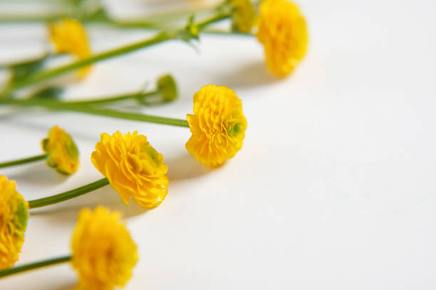 Asian ranunculus flower on a thin stalk on a white background. Side view. Copy space.