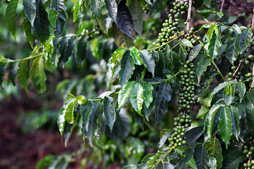 Coffee tree with unripe green fruits