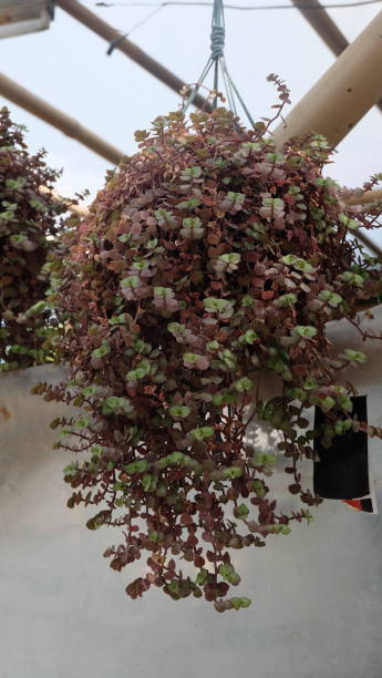 istock Callisia repens is a good vine for hanging plants 2150690132