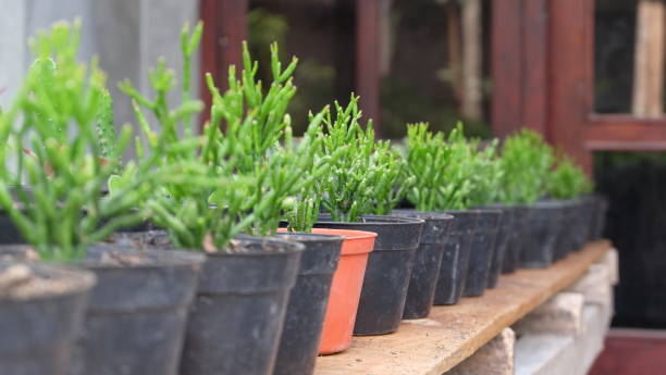 istock Rhipsalis cereuscula plant 2150691050