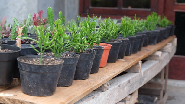 istock Rhipsalis cereuscula plant 2150691059