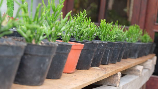 istock Rhipsalis cereuscula plant 2150691319