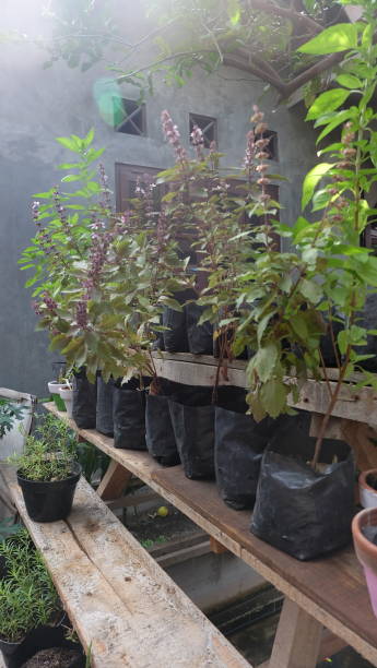istock cultivation of basil plants 2150691520