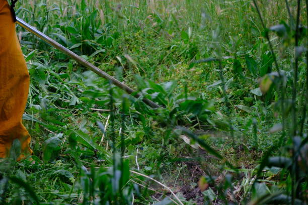 Lush green meadows.Meadow lawn mowing season.Spring, gardening.Round metal mowing machine.Space for text.