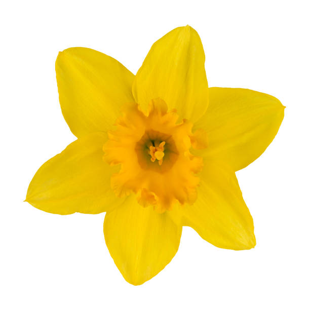 istock Narcissus yellow flower isolated on white background. 2150691867