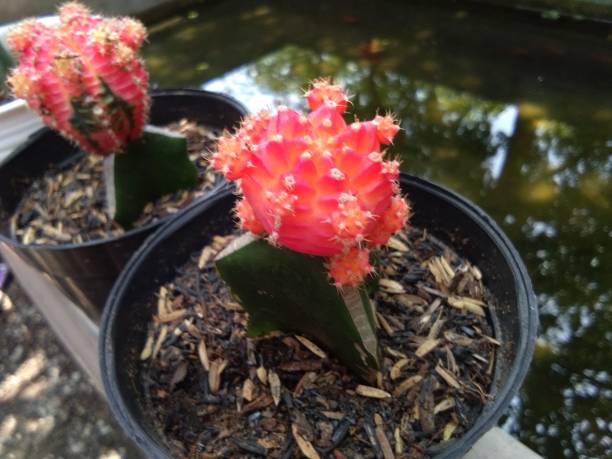 istock grafting cactus cultivation - red gymno cactus 2150692354