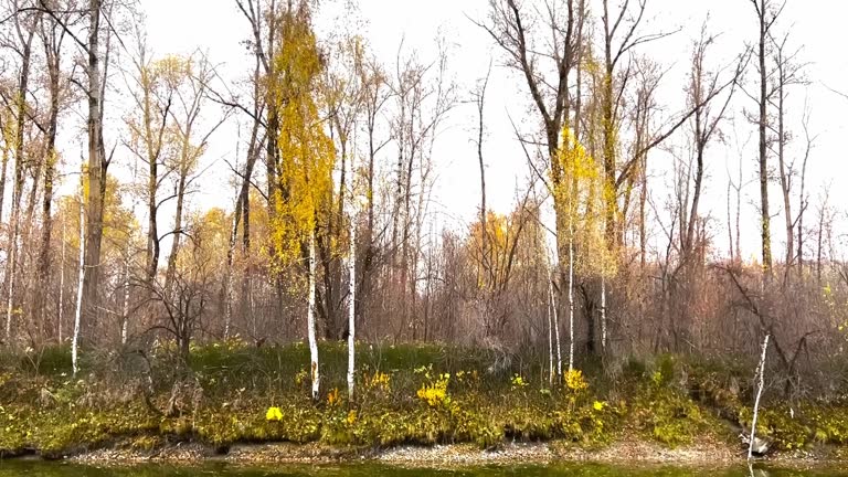 Beautiful overview video of the Autumn forest near the lake with the reflection of yellow trees. Relaxing video of yellowing trees and the calm mirror surface of the river