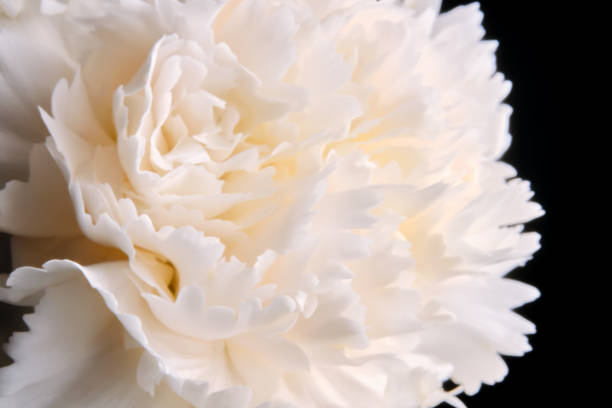 istock Abstract background with aster flower closeup. 2150692422